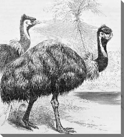 Постер Страусы (Ostriches)