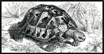 Картина Черепаха (Turtle) №3