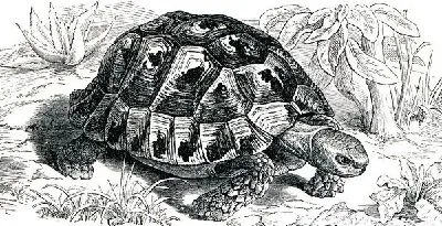 Плакат Черепаха (Turtle) №3