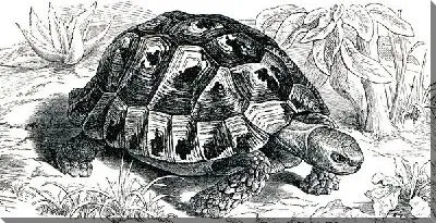Постер Черепаха (Turtle) №3