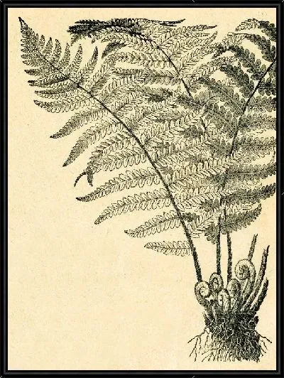 Картина Растение (Plant) №4