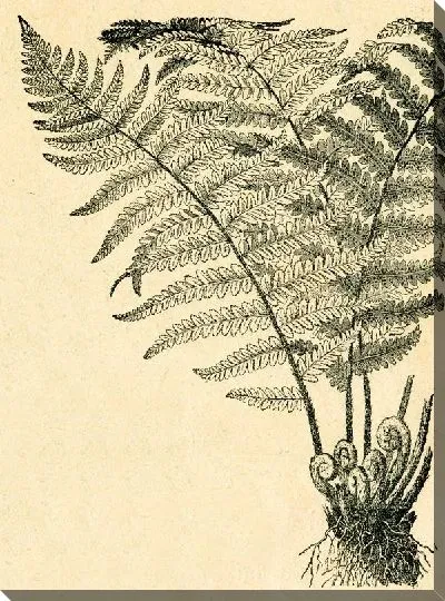 Постер Растение (Plant) №4