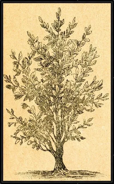 Картина Куст (Bush)