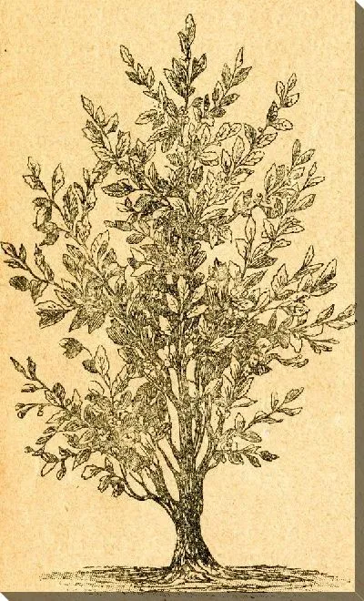 Постер Куст (Bush)