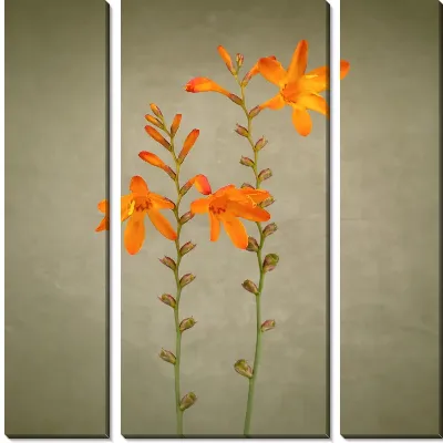 Модульная картина Оранжевые цветы (Orange flowers) №2