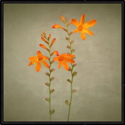 Картина Оранжевые цветы (Orange flowers) №2