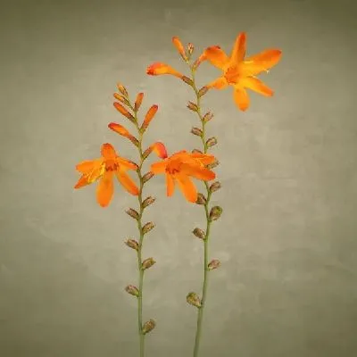 Плакат Оранжевые цветы (Orange flowers) №2