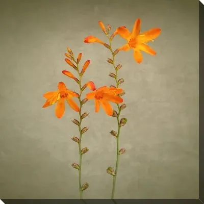 Постер Оранжевые цветы (Orange flowers) №2