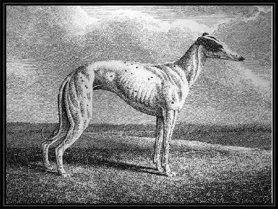 Картина Собака (Dog) №14