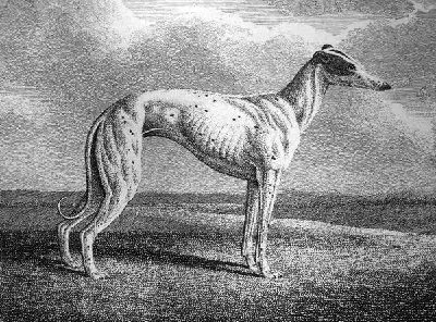 Плакат Собака (Dog) №14