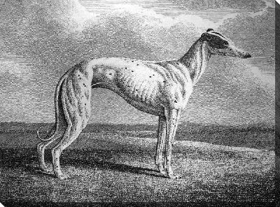 Постер Собака (Dog) №14
