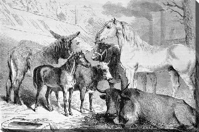 Постер Домашний скот (Livestock)