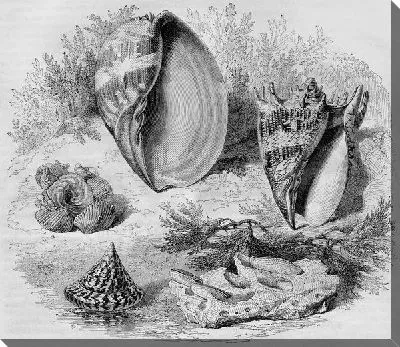 Постер Ракушки (Shells) №5