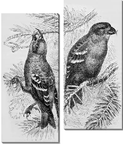 Модульная картина Птицы на ветках (Birds on branches) №2