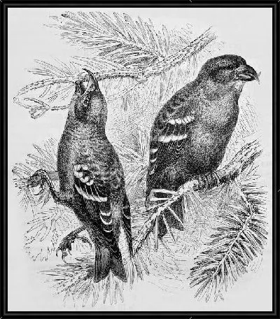 Картина Птицы на ветках (Birds on branches) №2