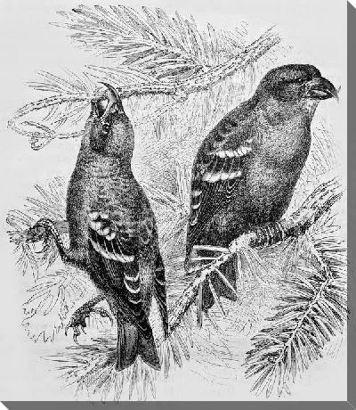 Постер Птицы на ветках (Birds on branches) №2