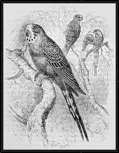Картина Попугаи (Parrots) №3