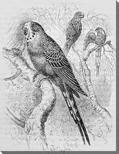 Постер Попугаи (Parrots) №3