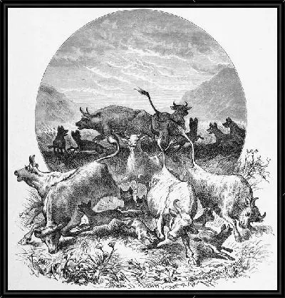 Картина Быки (Bulls)