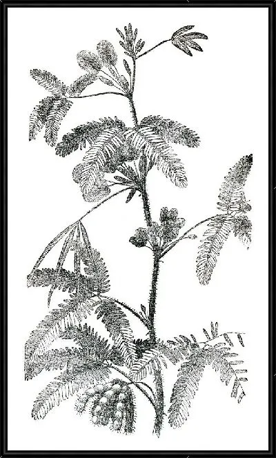 Картина Растение (Plant) №5