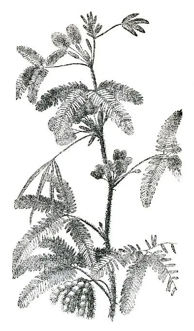 Плакат Растение (Plant) №5