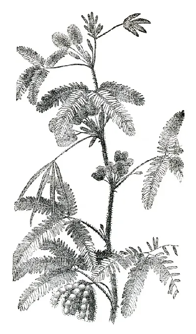 шаблон id 34