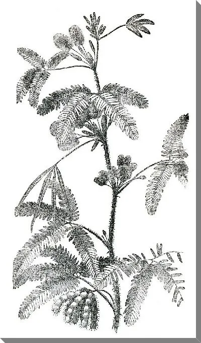 Постер Растение (Plant) №5