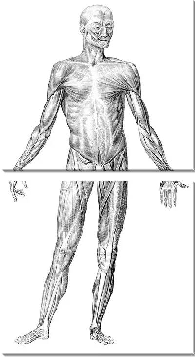 Модульная картина Мышцы (Muscles) №4
