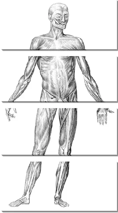 Модульная картина Мышцы (Muscles) №4