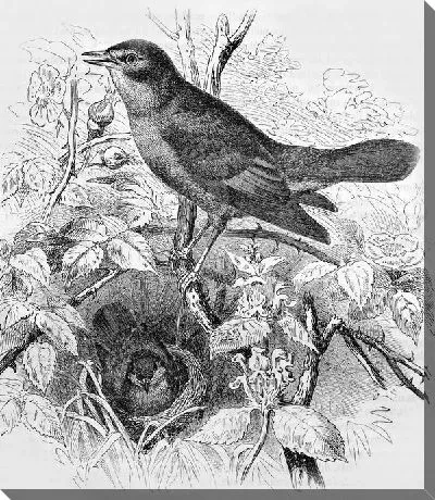 Постер Птица в гнезде (A bird in the nest)