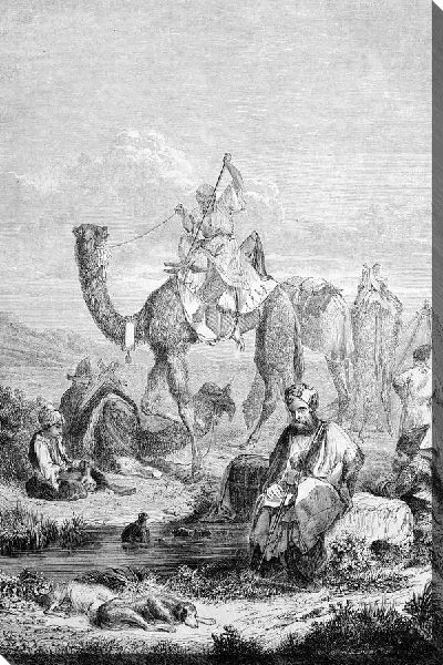 Постер Верблюды (Camels)