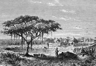 Плакат Дерево возле пруда (Tree near the pond)