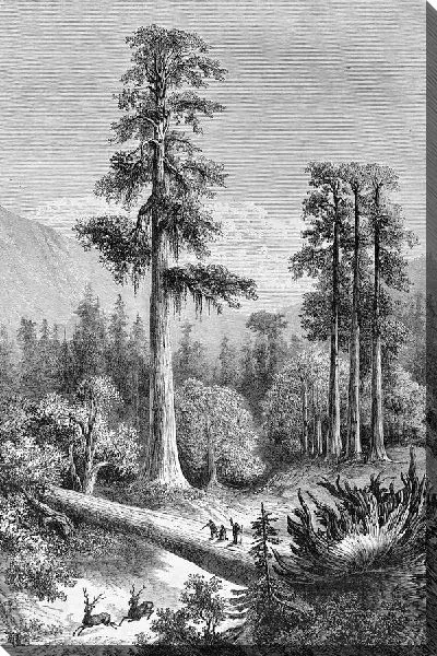 Постер Хвойный лес (Coniferous forest)