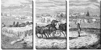 Модульная картина Кони (Horses)