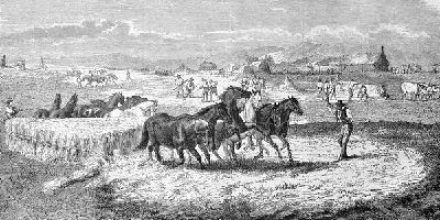 Плакат Кони (Horses)