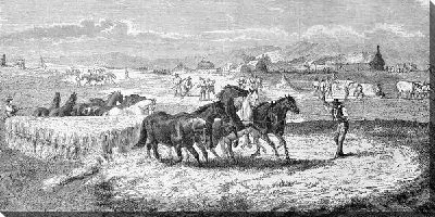 Постер Кони (Horses)