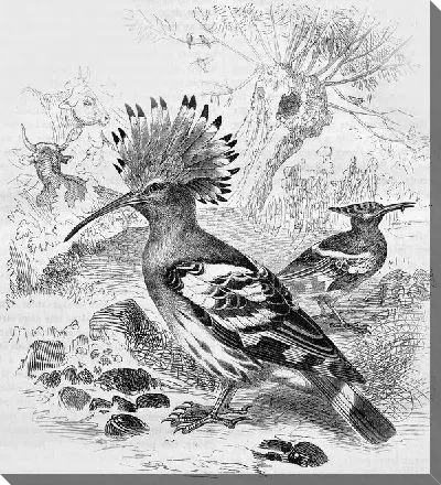 Постер Удод (Hoopoe)