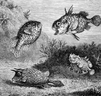 Плакат Рыбы (Fishes) №6