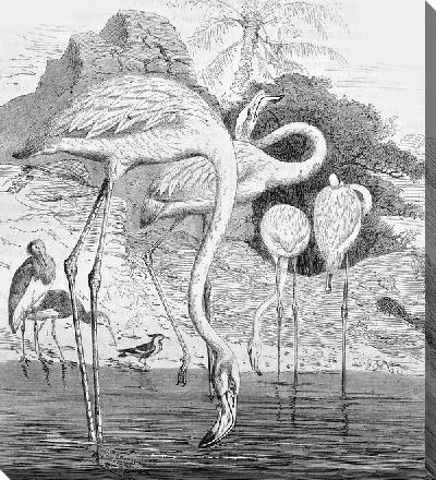 Постер Фламинго (Flamingo) №2