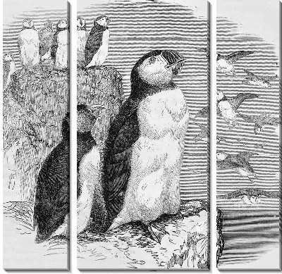 Модульная картина Пингвины (Penguins) №3