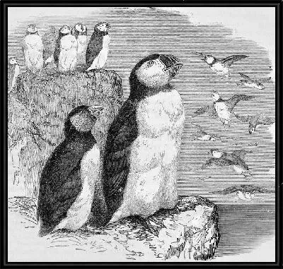 Картина Пингвины (Penguins) №3