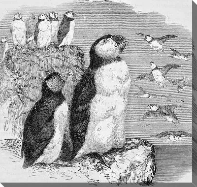 Пингвины (Penguins) №3
