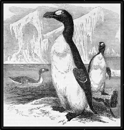 Пингвины (Penguins) №4