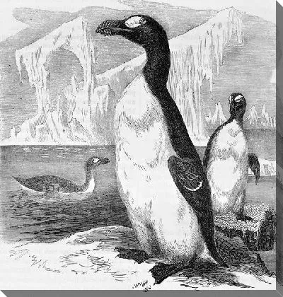 Пингвины (Penguins) №4