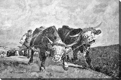 Постер Быки на пашне (Oxen at the plow)