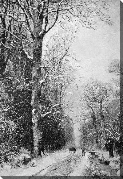 Постер Зимний лес (Winter Forest) №5