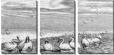 Модульная картина Пеликаны (Pelicans) №2