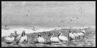 Картина Пеликаны (Pelicans) №2