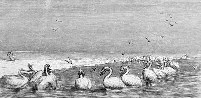 Плакат Пеликаны (Pelicans) №2
