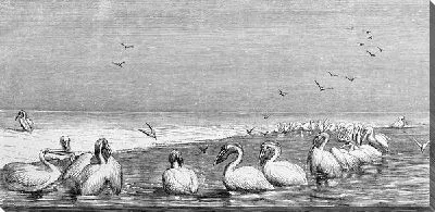 Постер Пеликаны (Pelicans) №2